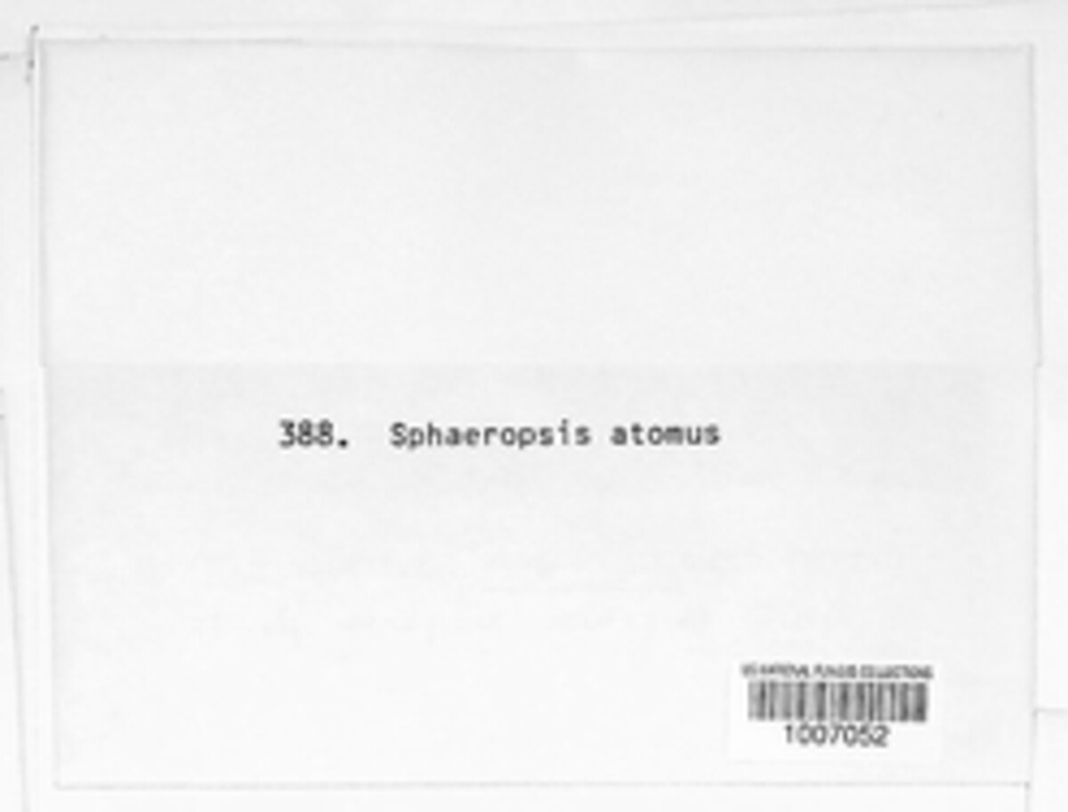 Sphaeropsis atomus image